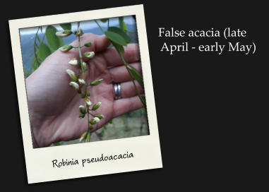 False acacia (late April - early May) Robinia pseudoacacia