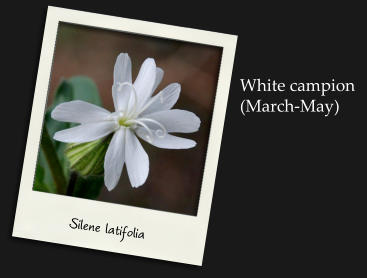 Silene latifolia White campion(March-May)