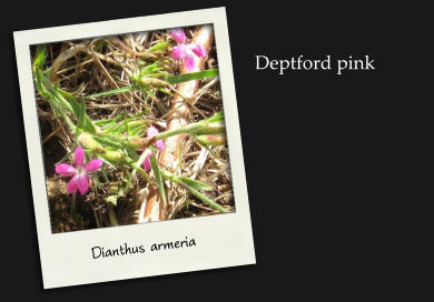Dianthus armeria Deptford pink