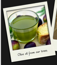 Olive oil from our trees