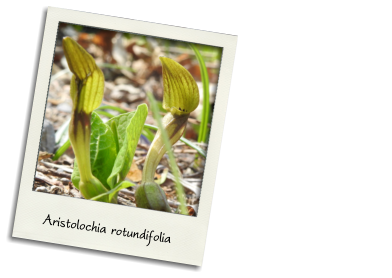 Birthwort(April-May) Aristolochia rotundifolia