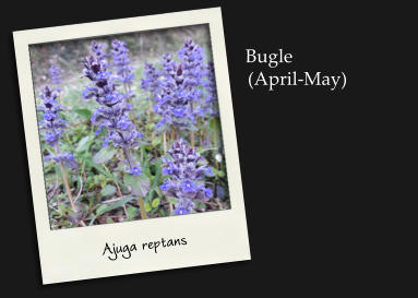Bugle(April-May) Ajuga reptans