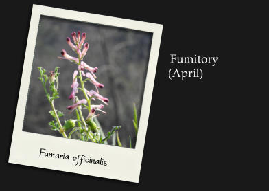 Fumitory(April) Fumaria officinalis