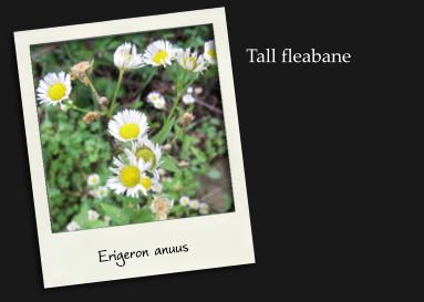 Erigeron anuus Tall fleabane