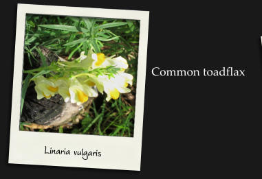 Linaria vulgaris Common toadflax