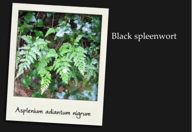 Asplenium adiantum nigrum Black spleenwort
