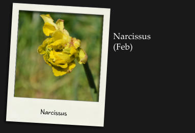 Narcissus Narcissus  (Feb)